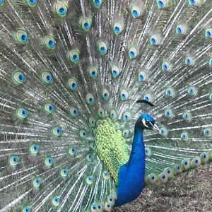 Fundraising Page: Woodstock Karunamayi Fundraiser Program